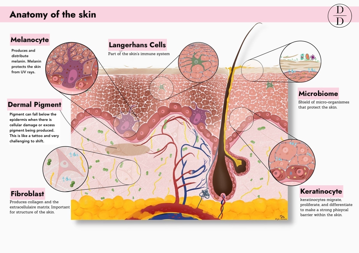 anatomy og the skin